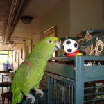 My Violent, Foul-Mouthed, Misandrist Parrot: A Love Story