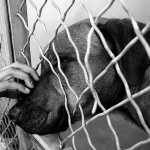 Animal Rescue Questionnaire: Are You Good Enough To Save This Dog?