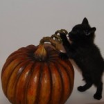 Odds and Omens: Superstition and IVF