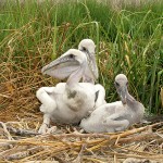 Bird of the Month: The Pelican