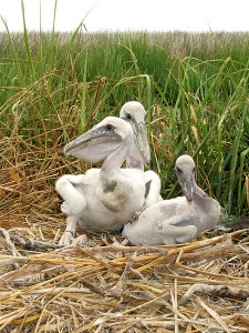 450px-Pelecanus_occidentalis_-Chesapeake_Bay,_Maryland,_USA_-chicks_in_nest-8
