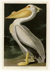 715px-311_American_White_Pelican