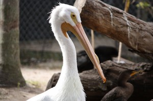 800px-American_White_Pelican_in_Punta_Gorda,_Florida