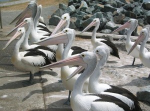 800px-Pelicans_Tuncurry_NSW