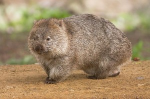 800px-Vombatus_ursinus_-Maria_Island_National_Park