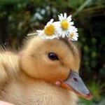 Only You Can Help: A Duck Scam