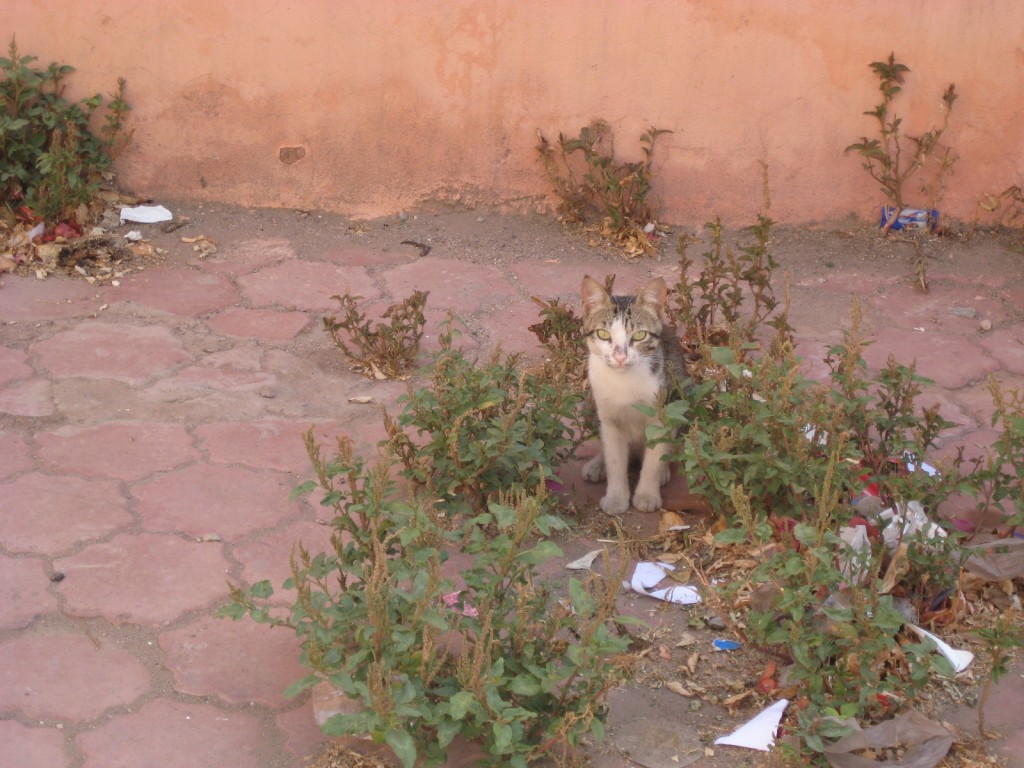 Day 1 Marrakech