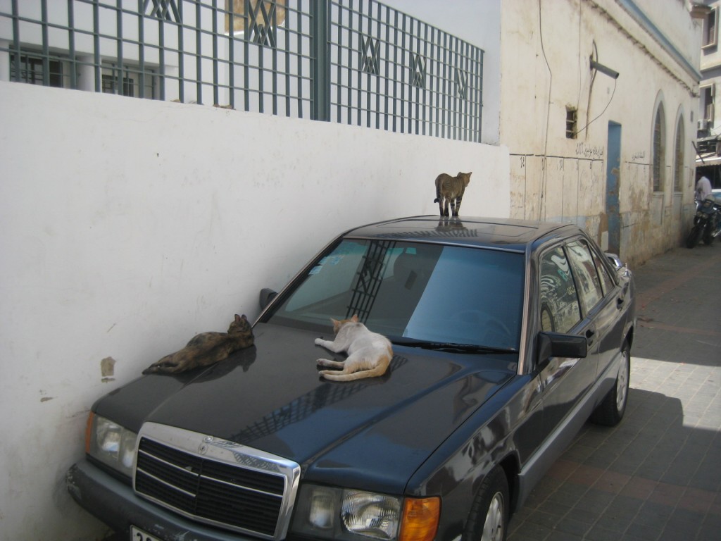 Day 2 Casablanca