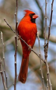 375px-Northern_Cardinal_Male-27527-3