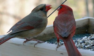 800px-Northern_Cardinal_Pair-27527