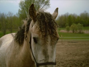 Curly_horse_mane