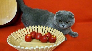chester-the-cat