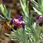Torch Songs Where The Word “Me” Has Been Replaced By “Bees”