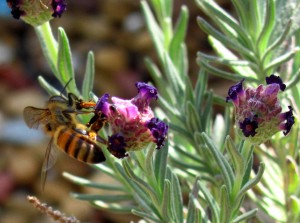 bees