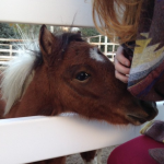 And Now, As Promised, the Miniature Horses