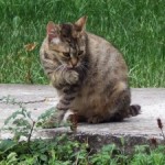Song Lyrics Improved By Replacing Proper Nouns With Cats 