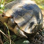 We Have Got To Talk About How Messed Up Turtle Penises Are