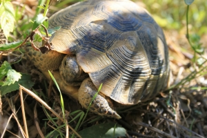 We Have Got To Talk About Turtle Penises - The Toast