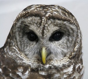 672px-Barred_Owl