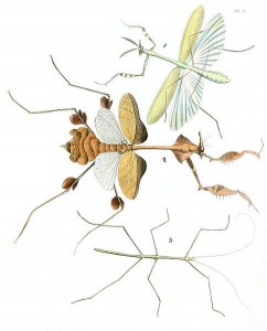 insects-Mantids-Mantidae-and-a-Walking-Stick-plate-50-volume-1-from-Illustrations-of-Exotic-entomology-public-domain-DruryV1P050AA