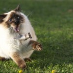 Ayn Rand, Cat Fancier