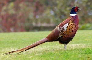 1024px-Pheasant
