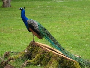 800px-PeacockValencay