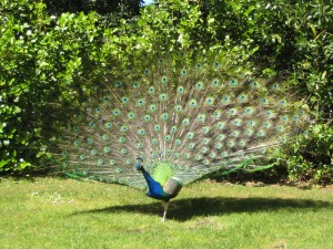 800px-Peacock_2