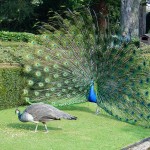 Bird of the Month: The Peacock