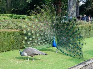800px-Peacock_Wooing_Peahen