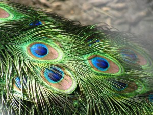 800px-Peacock_feathers_closeup
