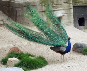 800px-Pfau_Zoo_Leipzig