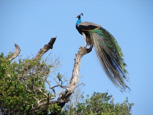 800px-Wasgamuwa_Peacock