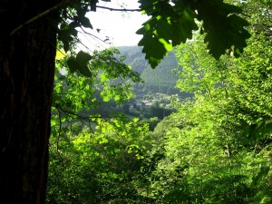 Corris from the path