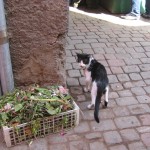 Chats de Maroc: A Guide for Travellers