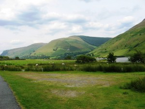 Sheep near Tal-y-llyn