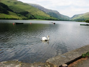 Tal-y-llyn with swan and Cadair Idris