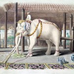Everything Like White Elephants