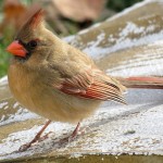 Bird of the Month: The Northern Cardinal