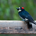 Bird of the Month: The Acorn Woodpecker