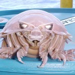 The Ocean Is Full of Worms and Gonads and Monsters