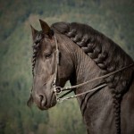 Witches Have Been Attacking Horses And Braiding Their Tails 