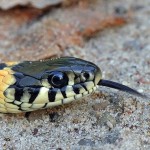 The Year Of The Snake