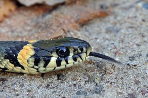 snake