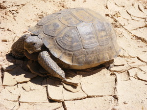 800px-Gopherus_agassizii