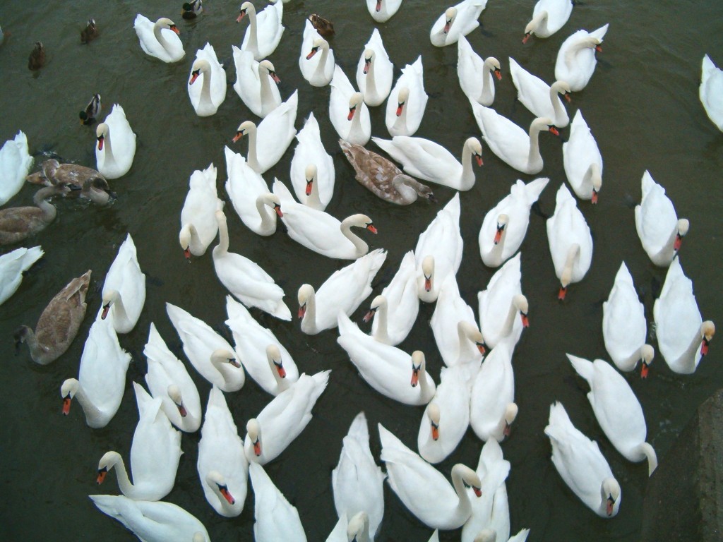 Brosen_swans