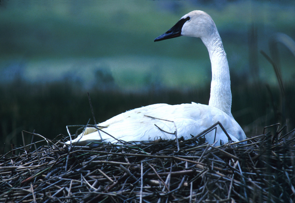 NPS_Wildlife._Trumpeter_Swan_on_Nest