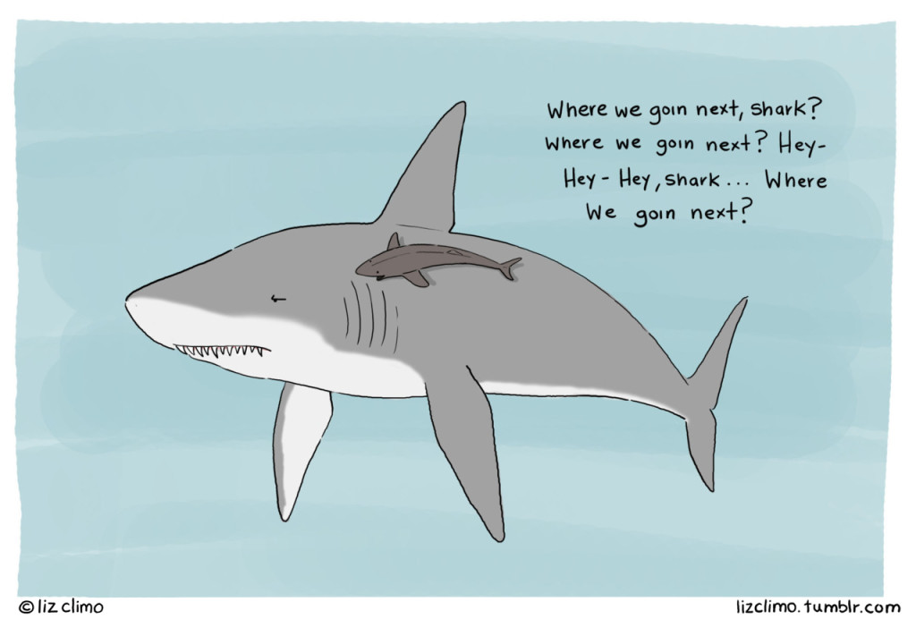sharkandfish