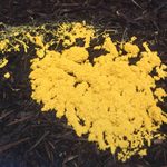Gal Science: Let’s All Talk About Slime Mold
