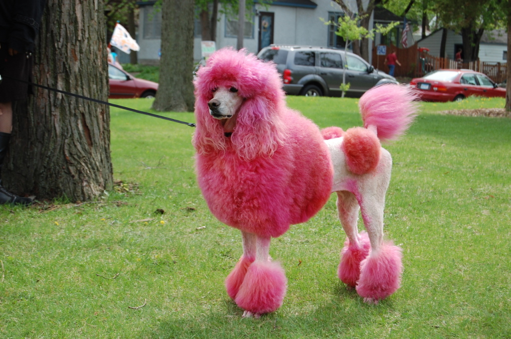 1 poodle
